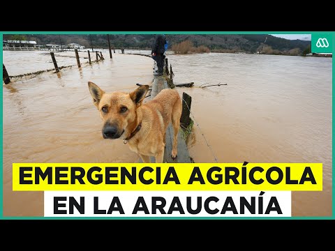 Emergencia agrícola en la Araucanía: Agricultores pierden sus siembras por inundaciones