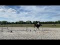 Allround-pony 10 jarige merrie D pony