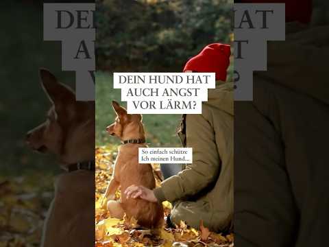 🌩️ Ich kenne das so gut: #feuerwerk #hund #shorts