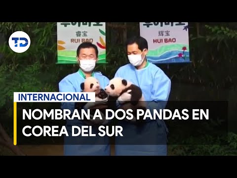Nombran a dos pandas gigantes de un zoolo?gico en Corea del Sur