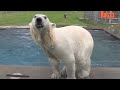 The Only Man In The World Who Can Swim With A Polar Bear: Grizzly Man
