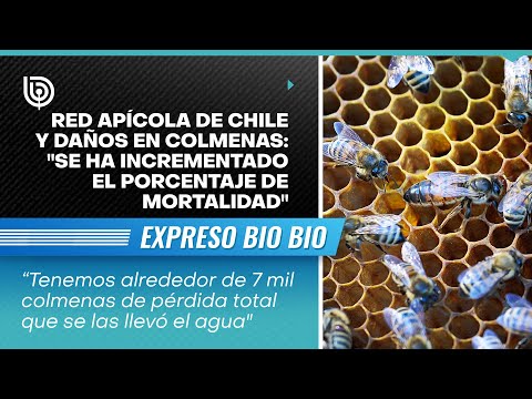 Red Apícola de Chile y daños en colmenas: Se ha incrementado el porcentaje de mortalidad