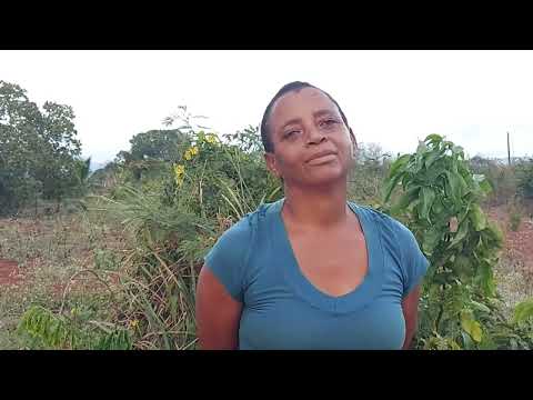 MOTHER IN ST.ELIZABETH SEEKING HELP TO PURCHASE MELON SEEDS & FERTILIZER  TO PROVIDE FOR HER GIRLS