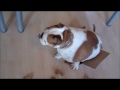 Bulldog tries to sit in a box that's too small for him