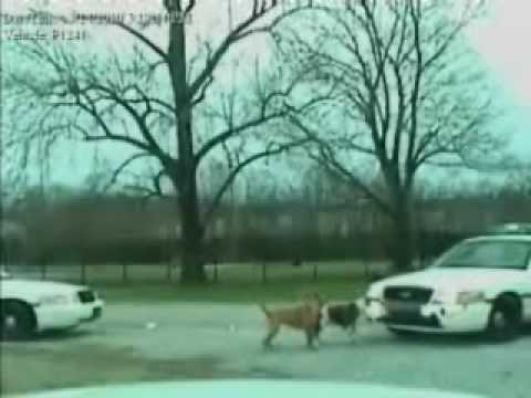 Video: Šunų kova -  su šunimis.