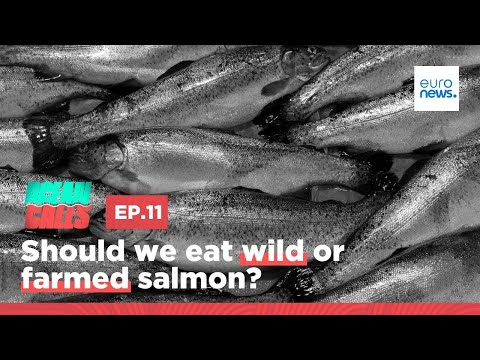 Should we eat wild or farmed salmon? | Ocean Calls Podcast EP11