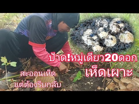 หาเห็ดเผาะกำลังม่วน!!มีงานด่วน