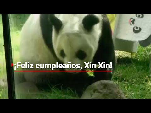 ¡Xin Xin cumple 33 años y está cerca de romper el récord!