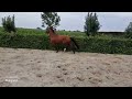 Dressage horse 4 jarige merrie