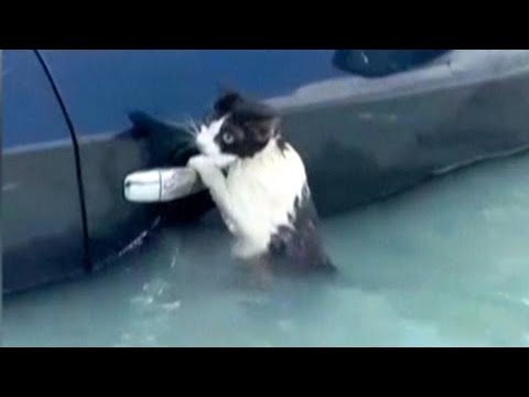 Rescatan a gato que se agarró de un carro en Dubái