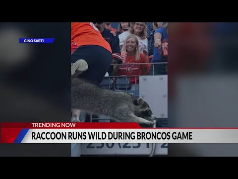 Animal joins crowd during Broncos’ game against Raiders at Empower Field