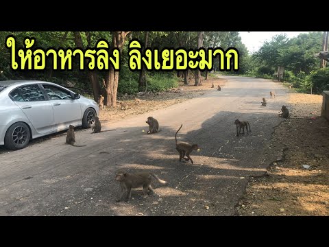 ให้อาหารลิง-ลิงเยอะมาก-Feed-th ให้อาหารลิง-ลิงเยอะมาก-Feed-th