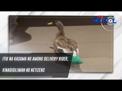 Itik na kasama ng among delivery rider, kinagigiliwan ng netizens | TV Patrol