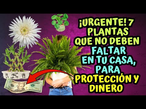 ¡Urgente! 7 Plantas que no deben faltar en tu casa para protección y Dinero