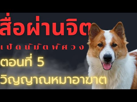 สื่อผ่านจิตตอน5วิญญาณหมาอาฆ