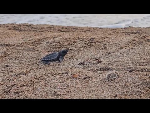 Baby sea turtles released from South Lebanon into Mediterranean sea as hatching season starts