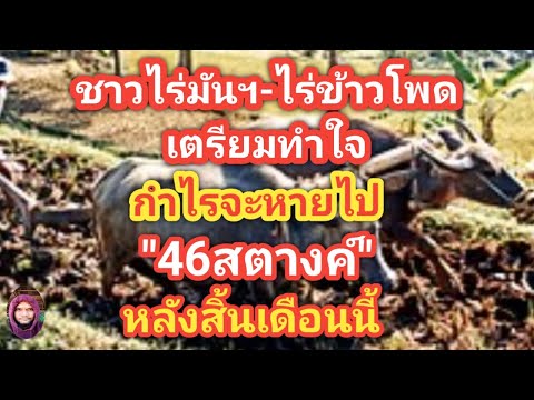 เตรียมโดนหักออก46สตางค์!ไร่มัน