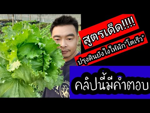 ดินมวลเบาแบบพร้อมปลูก-สูตรผสมด ดินมวลเบาแบบพร้อมปลูก-สูตรผสมด