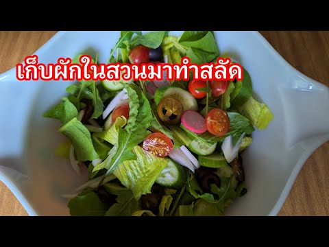 เก็บผักในสวนมาทำสลัดชีวิตในอเ