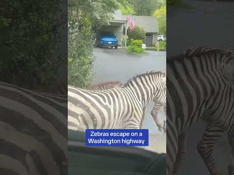 Zebras ESCAPE on a Washington highway