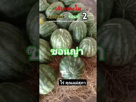 เก็บแตงโมรอบที่2แตงโมปลอดสาร