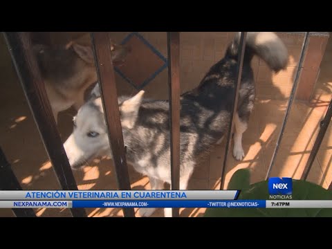 Panameños buscan ayuda veterinaria
