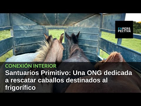 Santuarios Primitivo: ONG dedicada a rescatar caballos destinados al frigorífico