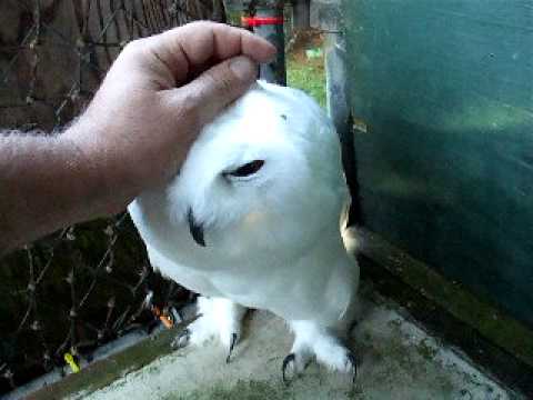 Snowy Owl Progress