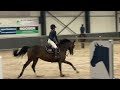 Show jumping horse Geweldige 7 jarige merrie springen hunter