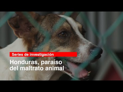 Series de investigación: Honduras, paraíso del maltrato animal