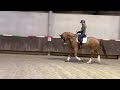 حصان الفروسية Super fijn sportpaard