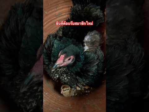 ยินดีต้อนรับสมาชิกไหม่ลูกไก่