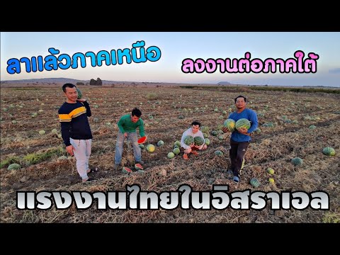 ทำงานป่าแตงโมในอิสราเอล--ต้องย ทำงานป่าแตงโมในอิสราเอล--ต้องย