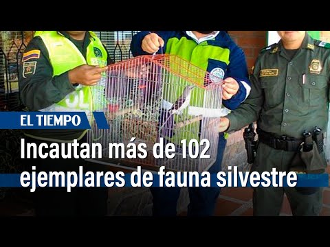 Incautan más de 102 ejemplares de fauna silvestre en la terminal de Salitre | El Tiempo
