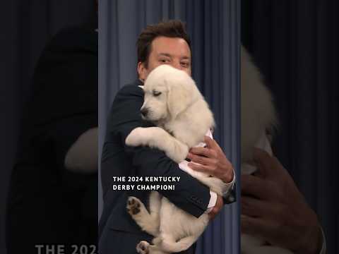Tonight Show Puppy Predictors: #KentuckyDerby Edition  #KyDerby #JimmyFallon #FallonTonight