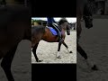 Dressage horse Dressuurpaard