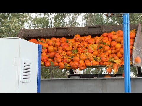 Empresa municipal del agua reaprovecha la naranja amarga sevillana para convertirla en energía