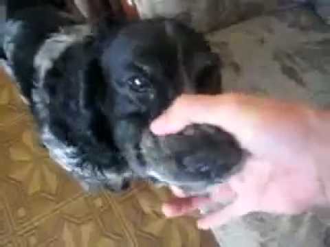 Video: Šunys turi talentų! - 