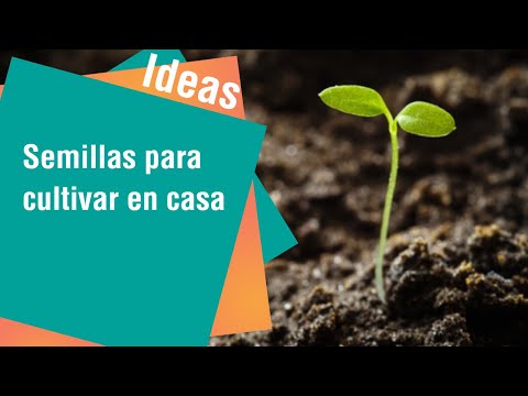 Obtenga semillas para cultivar en casa | Ideas