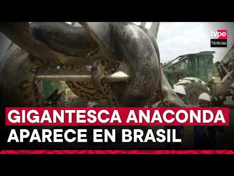 Obreros fueron sorprendidos por enorme anaconda en la selva de Brasil