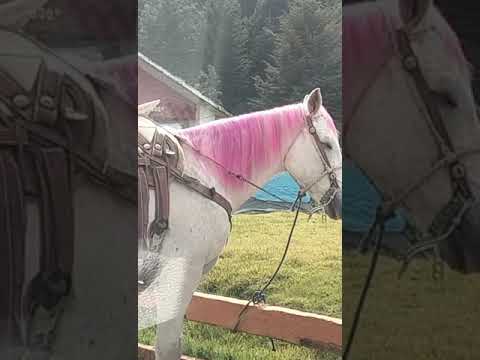 Como la película Barbie l Conoce el deslumbrante caballo con melena color rosado #oncenoticias
