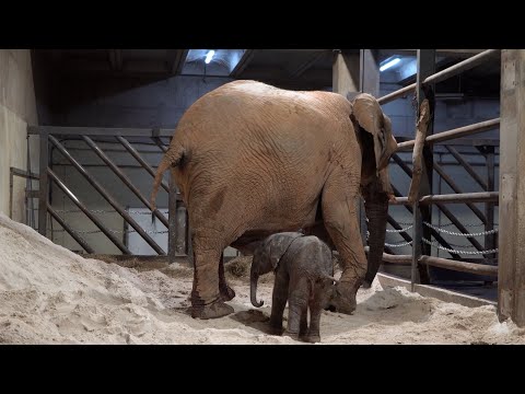 Nace en directo del primer elefante africano en Bioparc Valencia