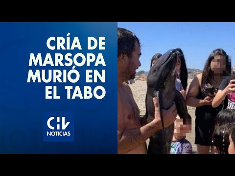 Muere cría de marsopa tras varar en El Tabo: Acusan que bañistas se sacaron selfies con ella