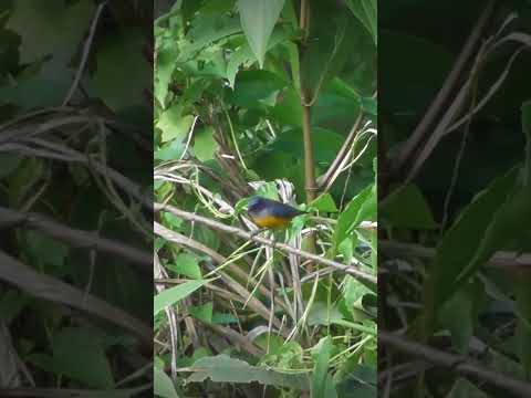 Pikat Burung Kemade Cit Keres Di Pinggir Jalan Raya yg ramai kendaraan lewat #shorts