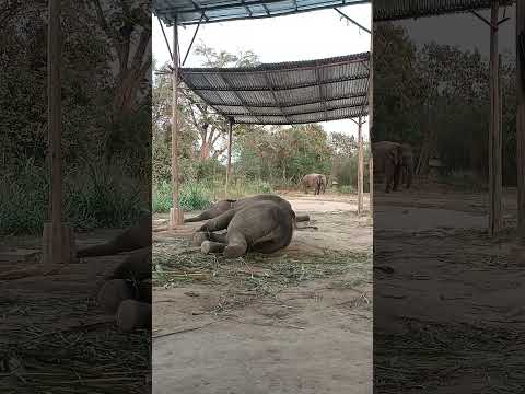 ขนุนน้อยสองลูก😁😁