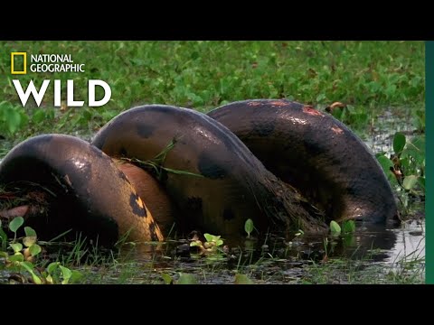 Anaconda Devours Huge Meal | Monster Snakes