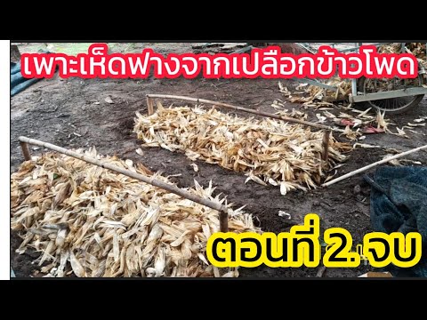 วิธีเพาะเห็ดฟางจากเปลือกข้าวโพ