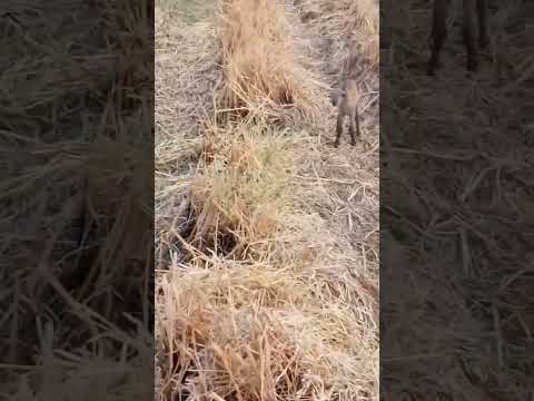 สังเกตความโตของลูกแพะกับลูกแกะ