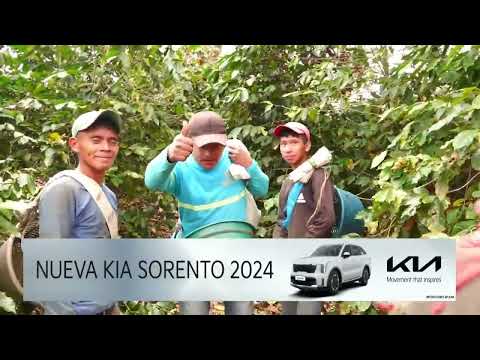 Honduras sin mano de obra para corta de café
