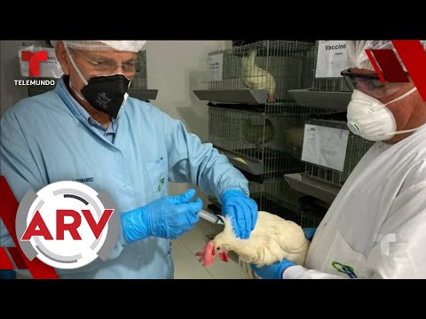 Terapia con gallinas y huevos busca combatir el COVID-19 | Al Rojo Vivo | Telemundo